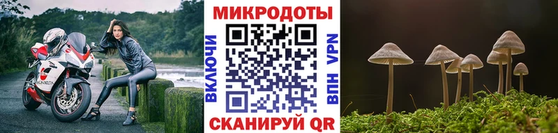 mega ССЫЛКА  Сураж  Псилоцибиновые грибы мицелий 